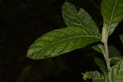 Psychotria loniceroides