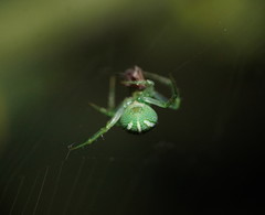 Araneus ginninderranus