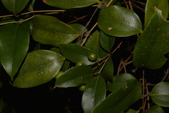 Ripogonum