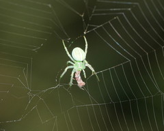 Araneus ginninderranus