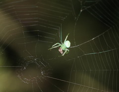 Araneus ginninderranus