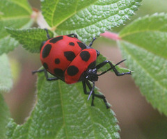 Poecilocoris nepalensis