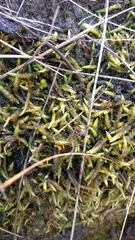 Acrocladium chlamydophyllum