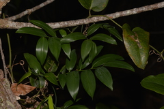 Geitonoplesium cymosum