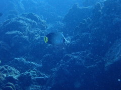 Chaetodon decussatus