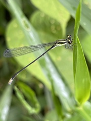 Pseudagrion melanicterum