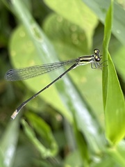 Pseudagrion melanicterum