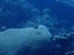 Heniochus singularius