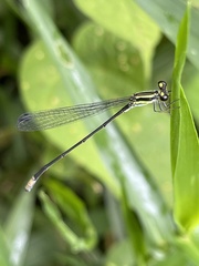 Pseudagrion melanicterum