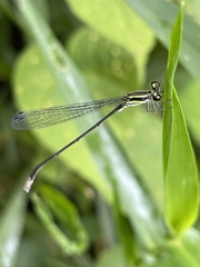 Pseudagrion melanicterum
