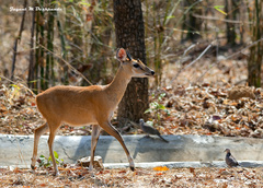 Tetracerus quadricornis