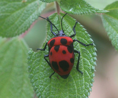 Poecilocoris nepalensis