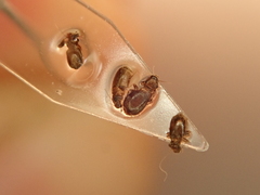 Lepinotus reticulatus
