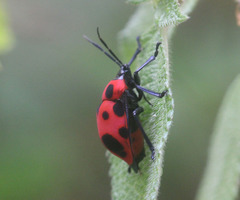 Poecilocoris nepalensis
