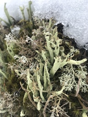 Cladonia sulphurina