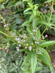 Aloysia citrodora