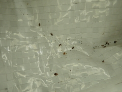 Lepinotus reticulatus