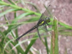 Agrionoptera longitudinalis biserialis