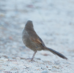 Dasyornis brachypterus