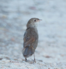 Dasyornis brachypterus