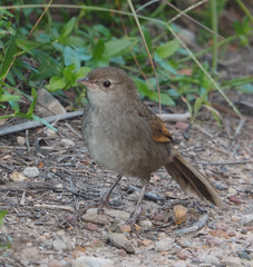 Dasyornis brachypterus