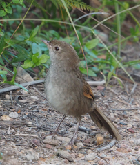 Dasyornis brachypterus