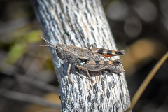 Cedarinia fuscotibialis