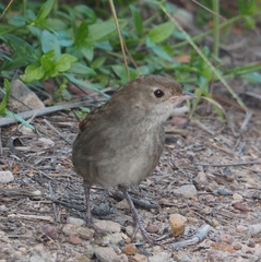 Dasyornis brachypterus