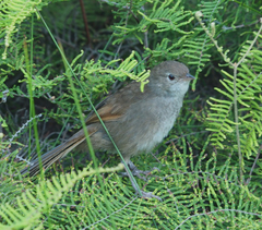 Dasyornis brachypterus