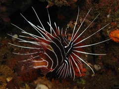 Pterois radiata