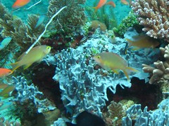 Pseudanthias huchtii