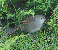 Dasyornis brachypterus