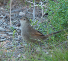 Dasyornis brachypterus