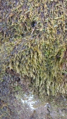 Hypnum cupressiforme filiforme