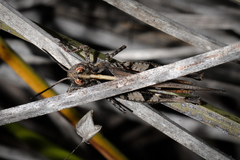 Austroicetes
