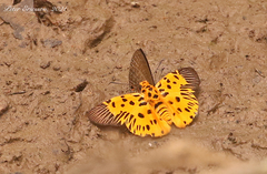 Odina decorata