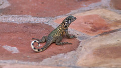 Leiocephalus carinatus