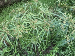 Cyperus alternifolius flabelliformis