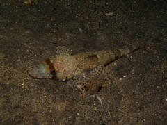 Cymbacephalus beauforti