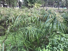 Cyperus alternifolius flabelliformis