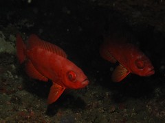 Priacanthus blochii