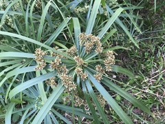 Cyperus alternifolius flabelliformis