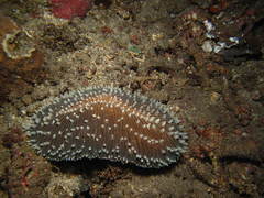 Ctenactis albitentaculata