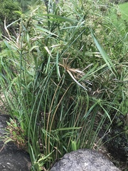 Cyperus alternifolius flabelliformis