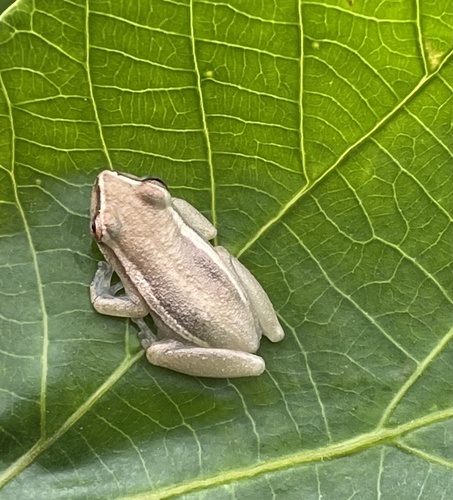 Cinnamon-bellied Reed Frog