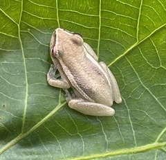 Hyperolius cinnamomeoventris