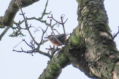 Sitta europaea caesia