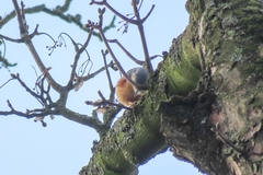 Sitta europaea caesia