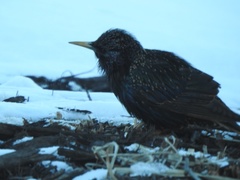 Sturnus vulgaris