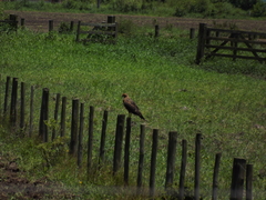 Buteogallus meridionalis